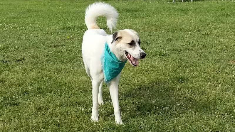 Fairmount Dog Park - Kalamazoo,