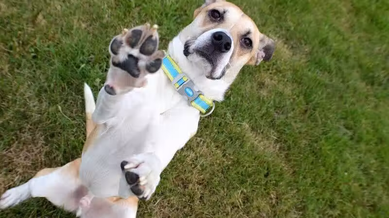Fairmount Dog Park - Kalamazoo,