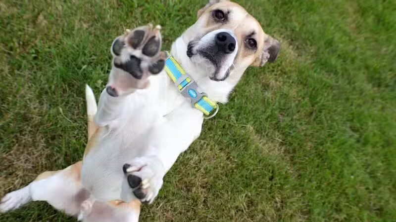 Fairmount Dog Park - Kalamazoo,