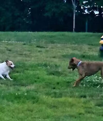 Fairmount Dog Park - Kalamazoo,