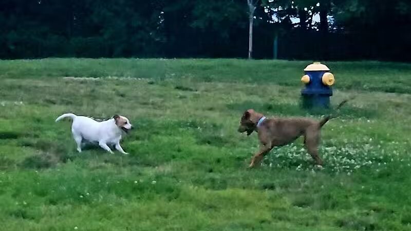Fairmount Dog Park - Kalamazoo,