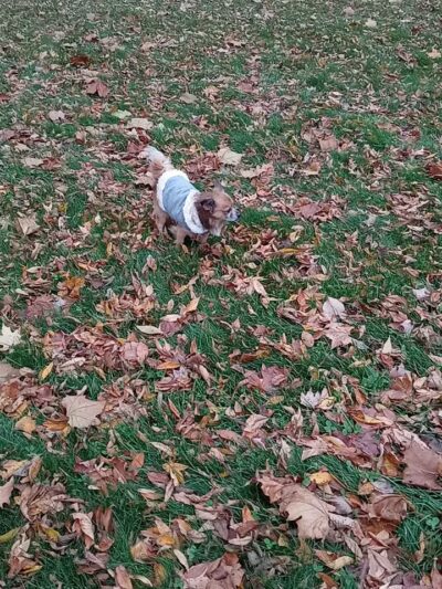 Hays Park - Kalamazoo,