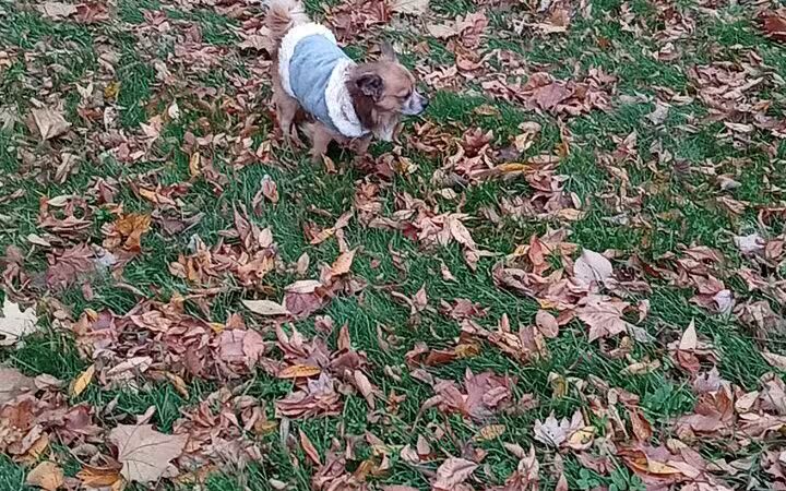 Hays Park - Kalamazoo,