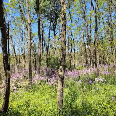 McLinden Nature Trails - Kalamazoo,