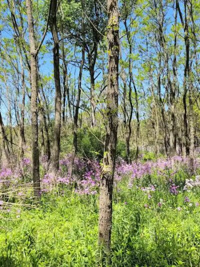 McLinden Nature Trails - Kalamazoo,