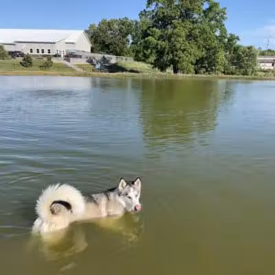 Meadow Run Dog Park - Kalamazoo,