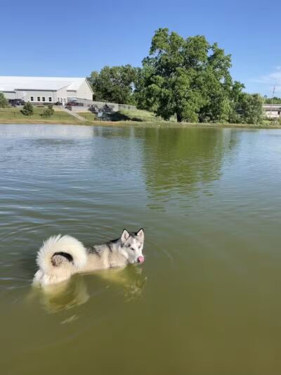 Meadow Run Dog Park - Kalamazoo,