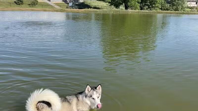 Meadow Run Dog Park - Kalamazoo,