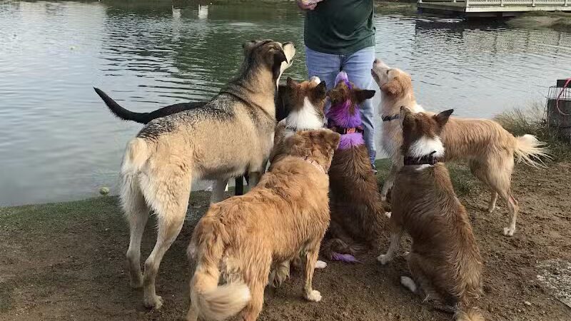 Meadow Run Dog Park - Kalamazoo,