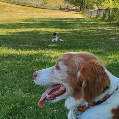 Meadow Run Dog Park - Kalamazoo,