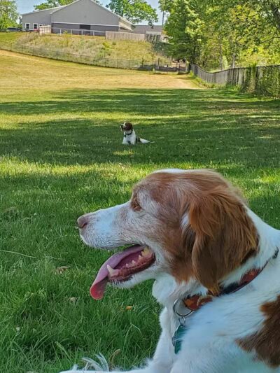 Meadow Run Dog Park - Kalamazoo,