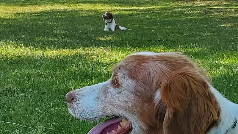 Meadow Run Dog Park - Kalamazoo,