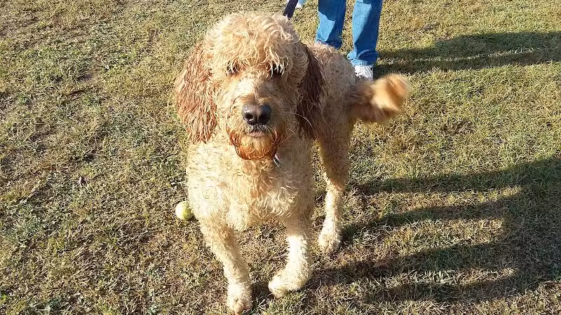 Meadow Run Dog Park - Kalamazoo,