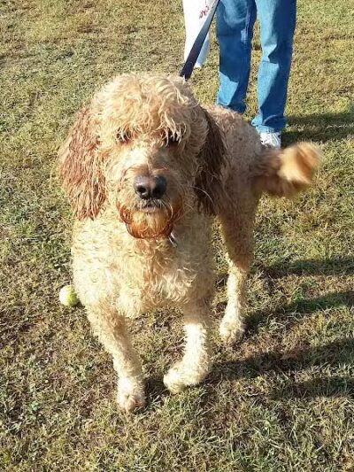 Meadow Run Dog Park - Kalamazoo,