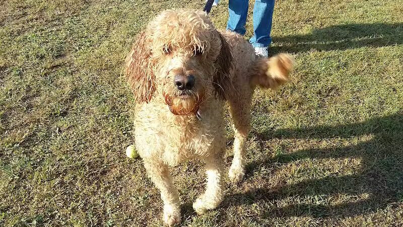 Meadow Run Dog Park - Kalamazoo,