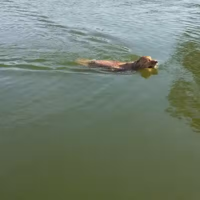 Meadow Run Dog Park - Kalamazoo,