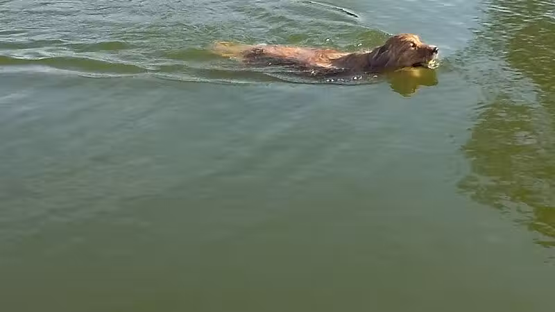 Meadow Run Dog Park - Kalamazoo,