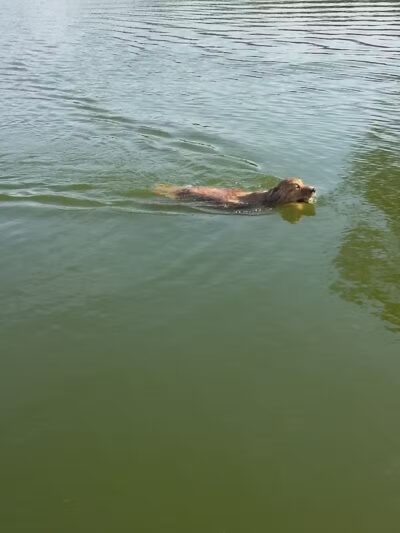 Meadow Run Dog Park - Kalamazoo,