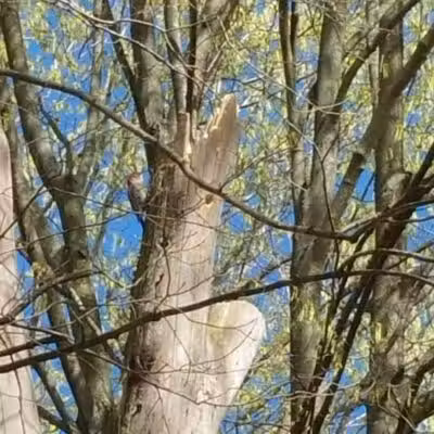 Meadow Run Dog Park - Kalamazoo,