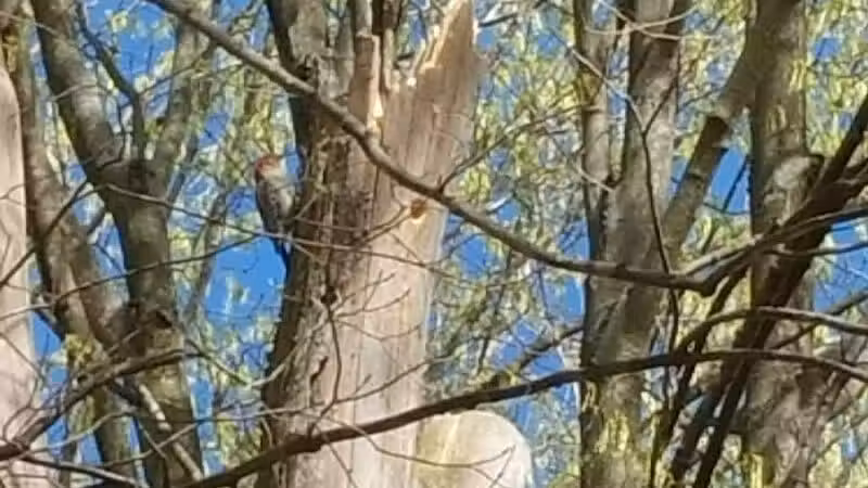 Meadow Run Dog Park - Kalamazoo,
