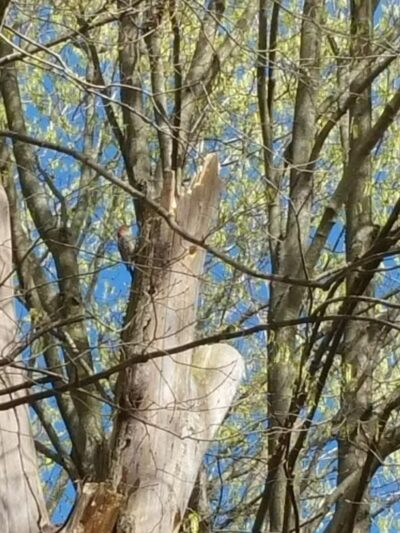 Meadow Run Dog Park - Kalamazoo,