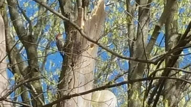 Meadow Run Dog Park - Kalamazoo,