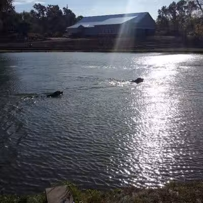 Meadow Run Dog Park - Kalamazoo,