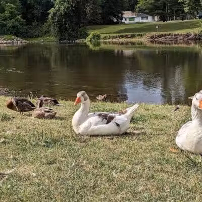 Merrill Park - Kalamazoo,