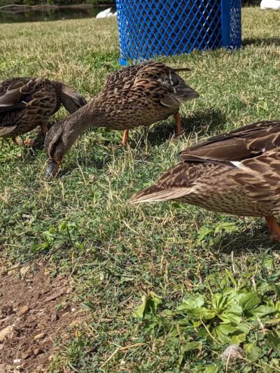 Merrill Park - Kalamazoo,