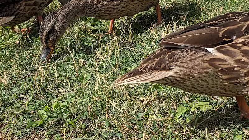Merrill Park - Kalamazoo,