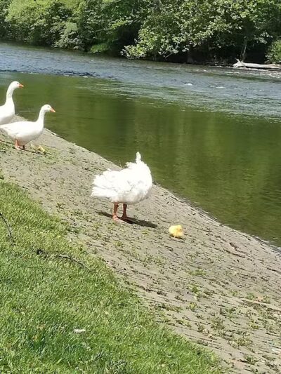 Merrill Park - Kalamazoo,