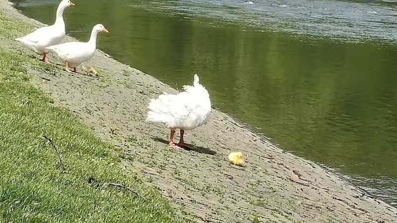 Merrill Park - Kalamazoo,