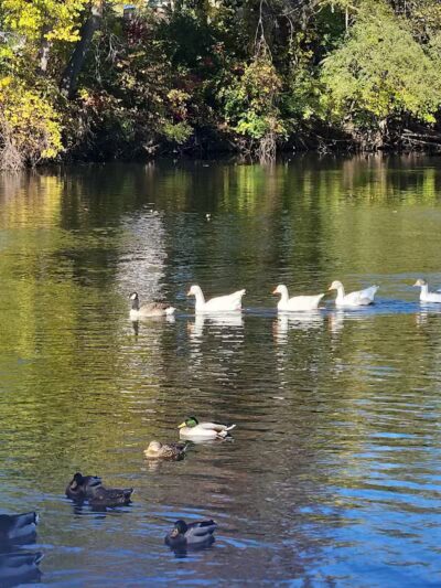 Merrill Park - Kalamazoo,