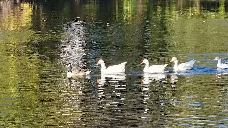 Merrill Park - Kalamazoo,