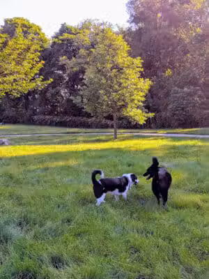 Fairmount Dog Park - Kalamazoo,