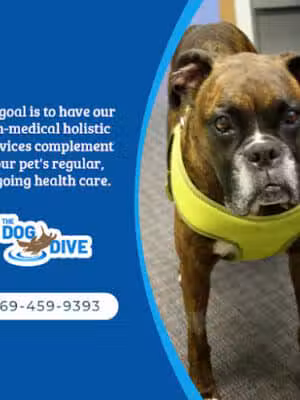 The Dog Dive, LLC - Kalamazoo,