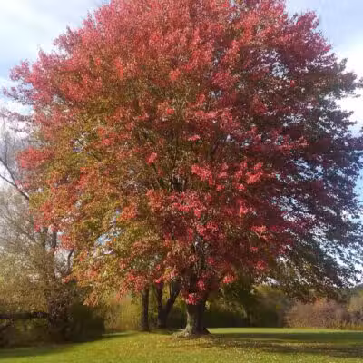 Robert Morris Park - Kalamazoo,
