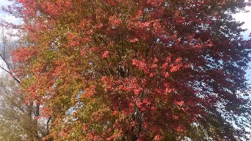Robert Morris Park - Kalamazoo,