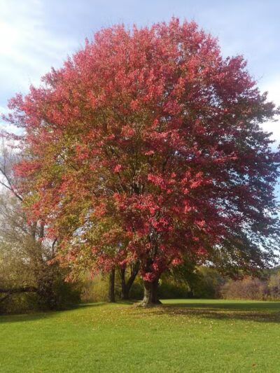 Robert Morris Park - Kalamazoo,