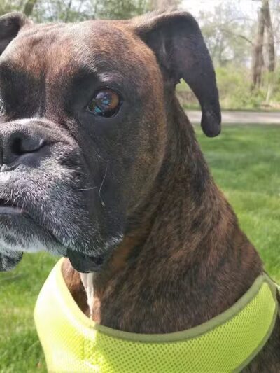 The Dog Dive, LLC - Kalamazoo,