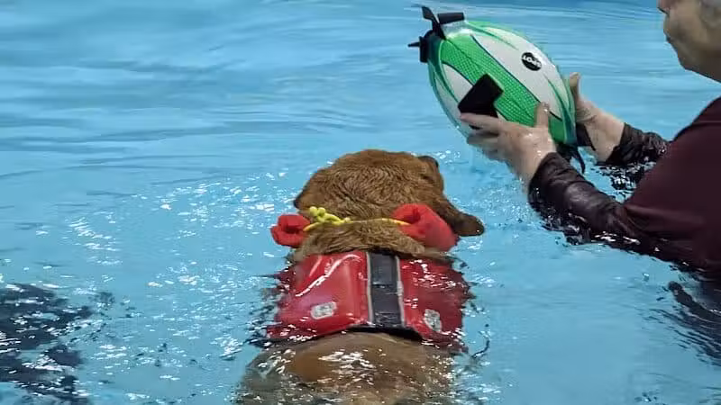 The Dog Dive, LLC - Kalamazoo,