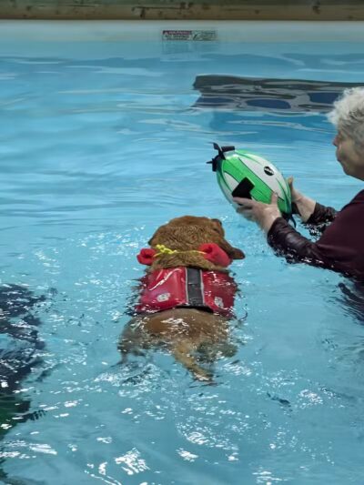 The Dog Dive, LLC - Kalamazoo,