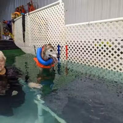 The Dog Dive, LLC - Kalamazoo,