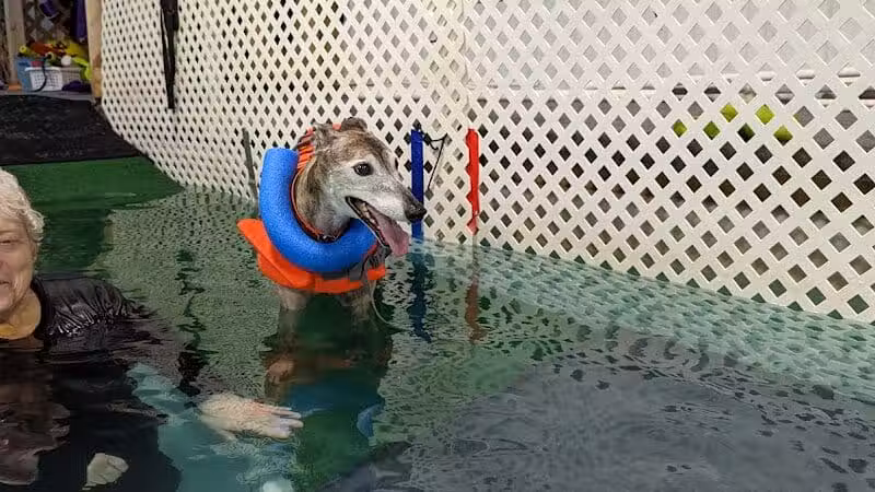 The Dog Dive, LLC - Kalamazoo,