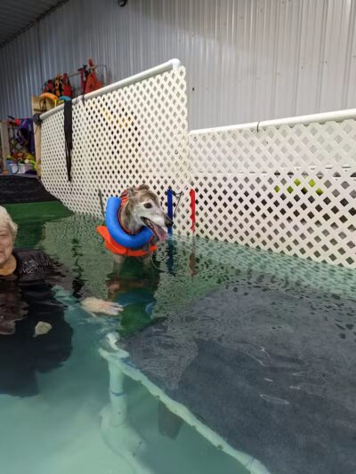 The Dog Dive, LLC - Kalamazoo,