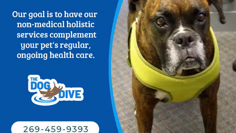 The Dog Dive, LLC - Kalamazoo,