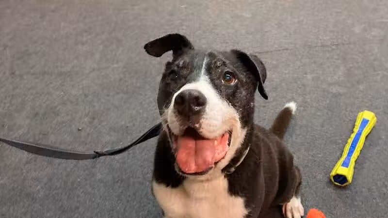 The Dog Dive, LLC - Kalamazoo,