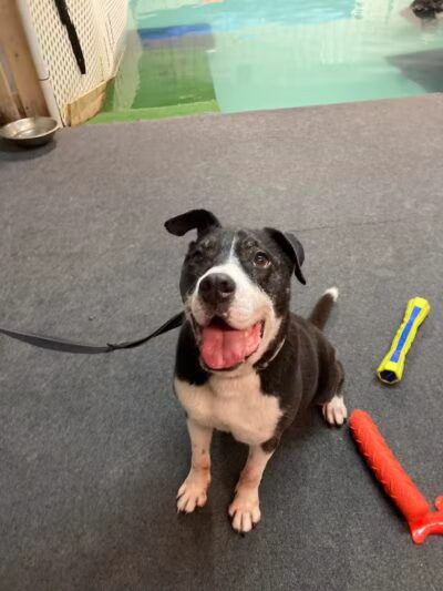 The Dog Dive, LLC - Kalamazoo,