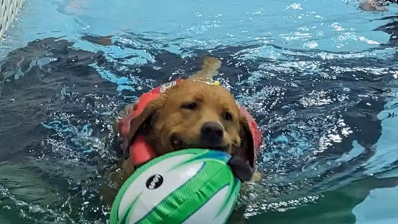The Dog Dive, LLC - Kalamazoo,