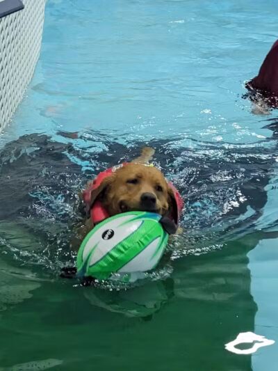 The Dog Dive, LLC - Kalamazoo,